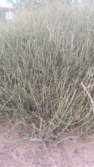 Ephedra frustillata