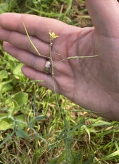 Brassica tournefortii