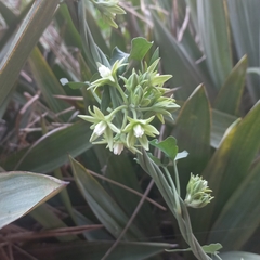 Araujia odorata