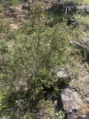 Philotheca difformis