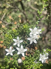 Philotheca difformis