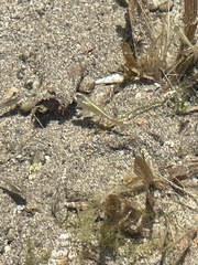 Poeciliidae