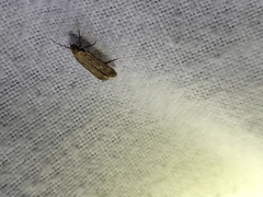 Platyedra subcinerea