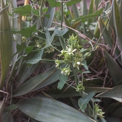 Araujia odorata