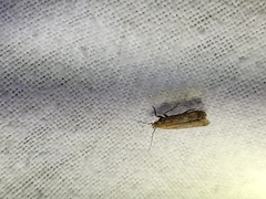 Platyedra subcinerea