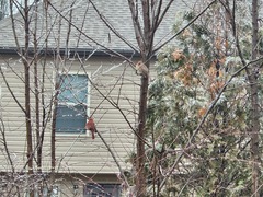 Cardinalis cardinalis