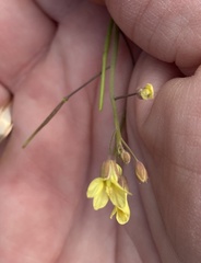 Brassica tournefortii