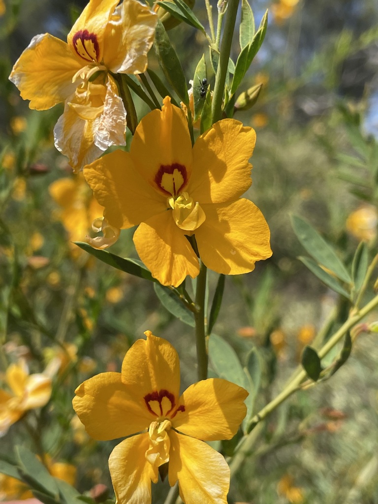 Butterfly Bush