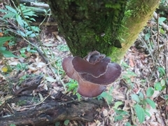 Auricularia fuscosuccinea