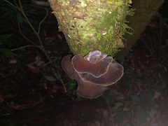 Auricularia fuscosuccinea