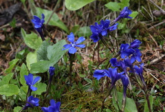 Gentiana verna