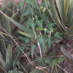 Araujia odorata