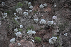 Dudleya brittonii