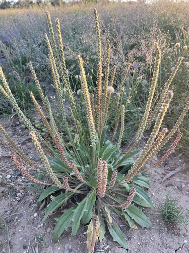 Plantago debilis