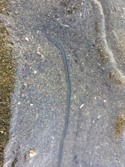 Phyllodocidae