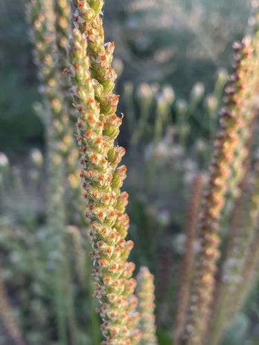Plantago debilis