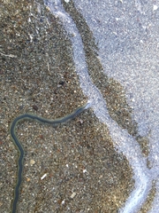 Phyllodocidae