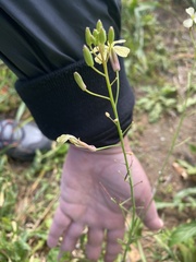 Raphanus raphanistrum