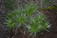 Dudleya brittonii × formosa