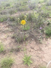 Podolepis longipedata