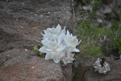 Dudleya brittonii