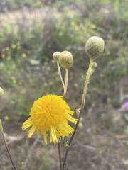 Podolepis longipedata