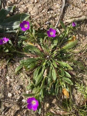 Calandrinia menziesii