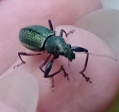 Naupactus auricinctus