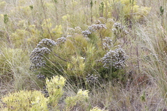 Brunia noduliflora