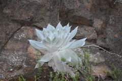 Dudleya brittonii