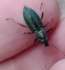 Naupactus auricinctus