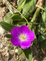 Calandrinia menziesii