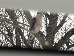 Accipiter cooperii