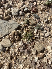 Pectocarya recurvata