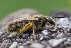 Halictus confusus