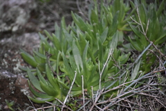 Dudleya brittonii × formosa