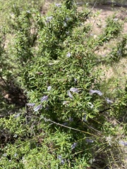 Prostanthera ringens