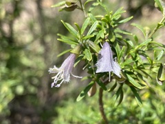 Prostanthera ringens