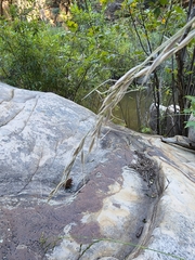 Piptochaetium pringlei