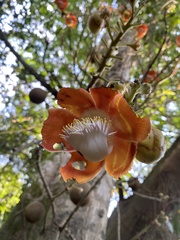 Couroupita guianensis