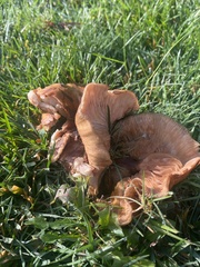 Hohenbuehelia petaloides