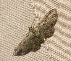Pasiphila rectangulata