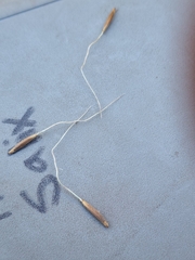 Piptochaetium pringlei