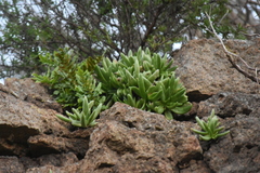 Dudleya formosa