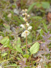 Pyrola grandiflora