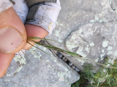 Piptochaetium pringlei