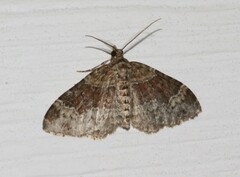 Xanthorhoe ferrugata