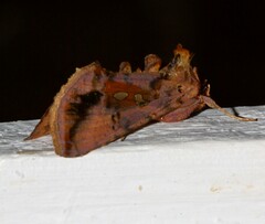 Autographa bimaculata