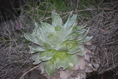 Dudleya brittonii