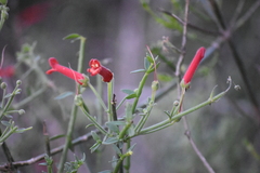 Gambelia juncea